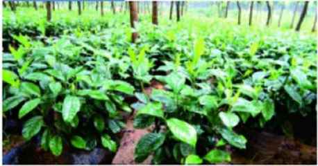 私家庭院园林绿化工程 打造理想中的诗意栖居