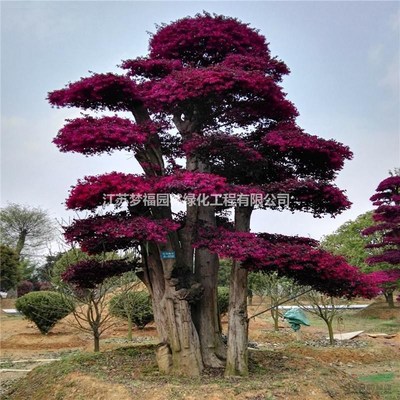 江苏红花继木价格与园林绿化工程报价指南