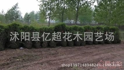 优质园林绿化苗木供应 龙柏苗、龙柏球、龙柏条及小叶女贞球的价格与优势