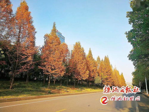 四季有景，株洲最美“西大门”——探访这座城市的园林绿化匠心之作