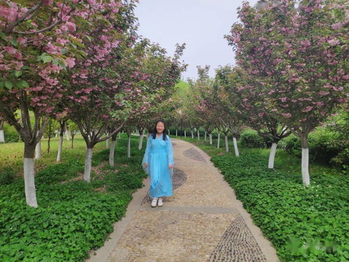 亮丽宜居 汤阴新标签背后的园林绿化工程