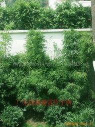 广州富韵竹园林绿化工程 打造绿色生态城市新标杆