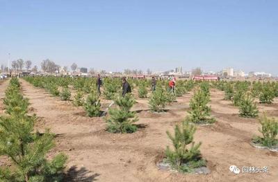 园林苗木移栽七要素 确保绿化工程成活与景观效果的关键