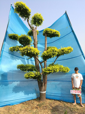 衡水德润景观工程 匠心打造园林绿化与大型景观树的艺术