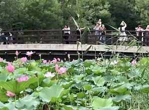 严格规范确保生态平衡 关于重点工程占用湿地的谨慎考量——从北京市公开征求意见说起