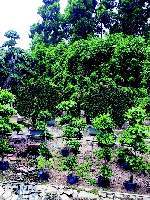 贵阳金箐园林绿化工程 专业服务，打造绿色生态空间