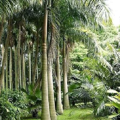 大王椰子苗 棕榈科园林绿化工程中的优选绿植