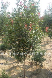 丽水市奥达绿化工程 全球花木网加盟会员引领园林绿化新风尚