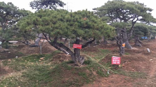 贵阳造型松价格解析与园林绿化工程应用