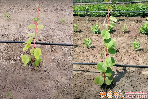 果树生根剂的选择与应用策略 园林绿化工程的实用指南